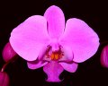 Phal. schilleriana 'Angel Orchids No. 2'